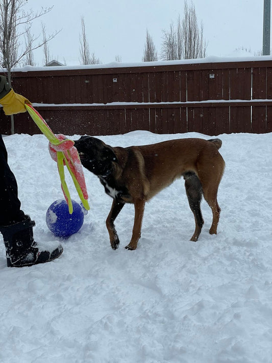 "Drop It" and the importance of training your dog before the holiday season:
