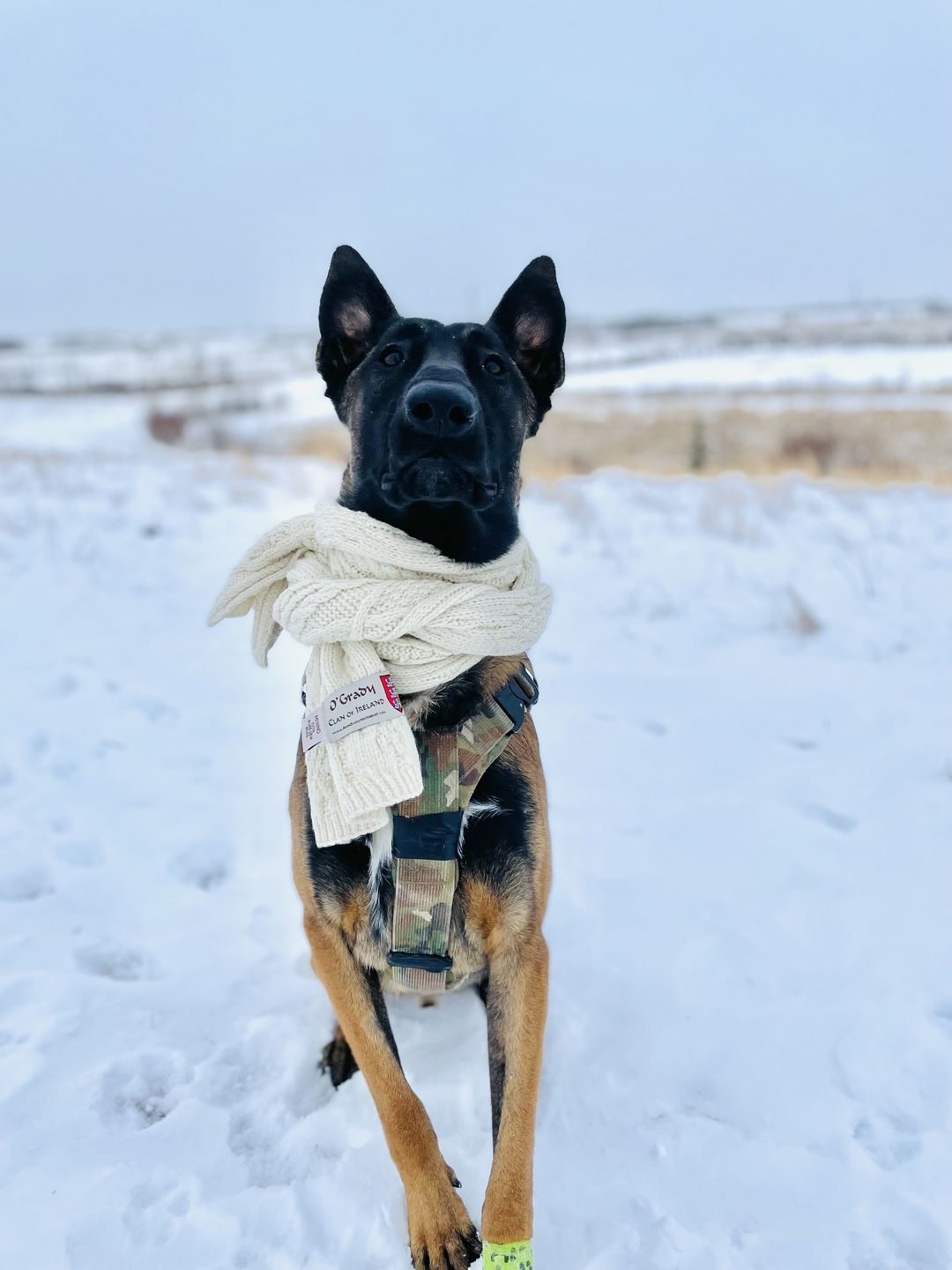 Holiday dog training plan!