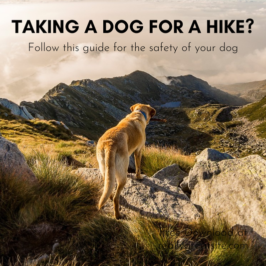 The Ultimate Guide to Hiking Safely with Your Dog