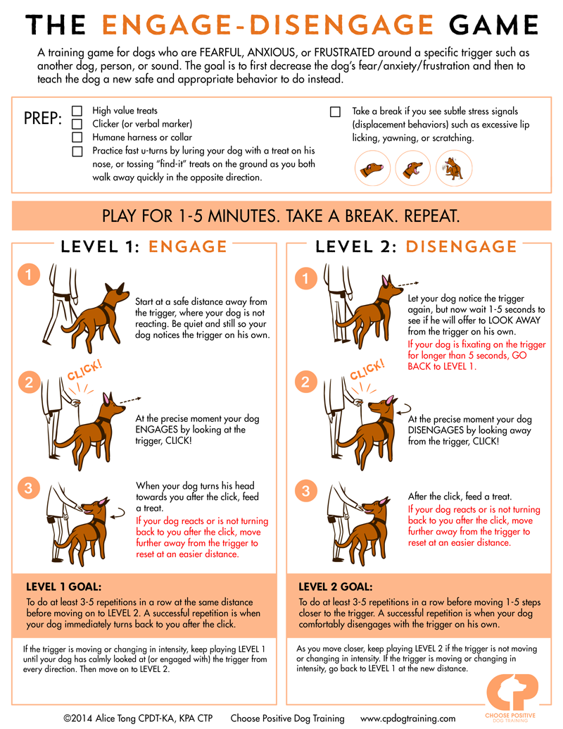 Understanding Adolescent Fear Periods in Dogs