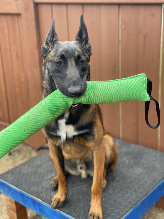 5-Minute Training touch pad session: Mentally & Physically Tire Your Dog