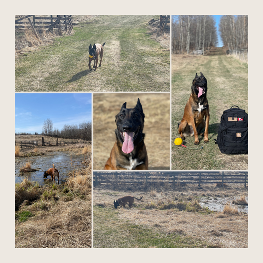 Unleash the Fun: The Benefits of Booking a Private Property with Sniffspot for Your Dog