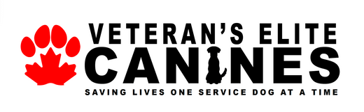 Empowering Veterans Through Service Dogs: How You Can Help