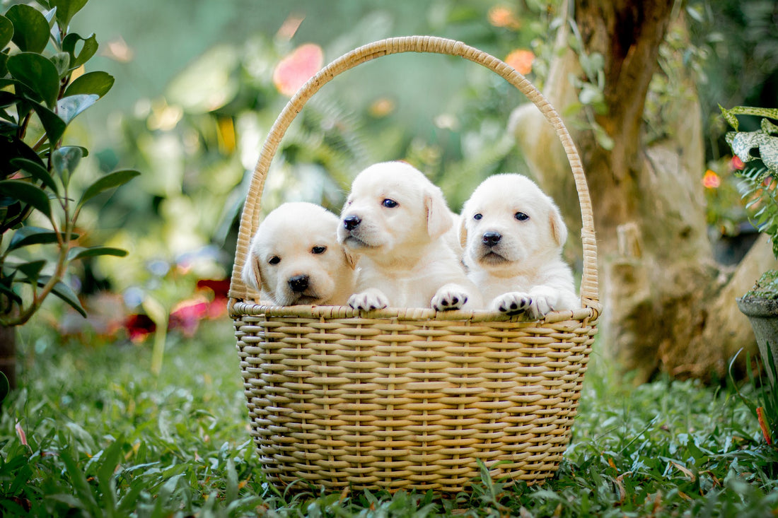 New Puppy: Essential Steps for Proper Development