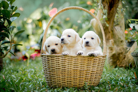 New Puppy: Essential Steps for Proper Development