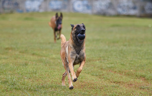 Humble Dog Canine Training Blog: Launch Announcement