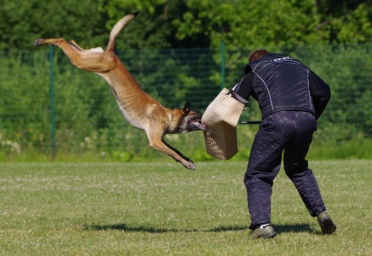 Capturing Canine Action: A Tutorial for Taking Great Dog Photos with Your Cellphone