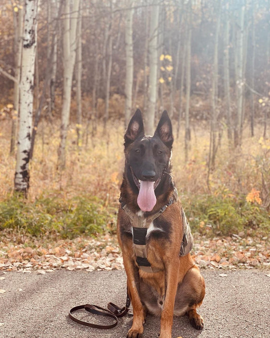 "Sit for greetings" and the importance of training your dog before the holiday season: