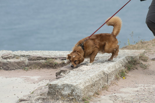 5 Steps to Start Scent Work Training with Your Dog