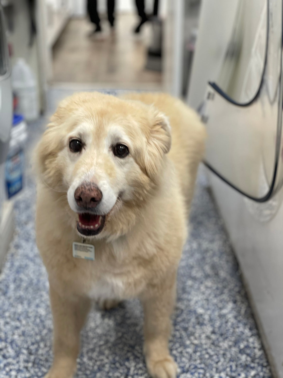 Canine Arthritis Awareness Month