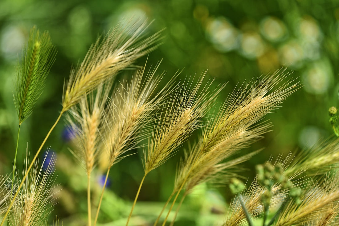 The Dangers of Foxtails to Dogs: What Every Pet Owner Should Know