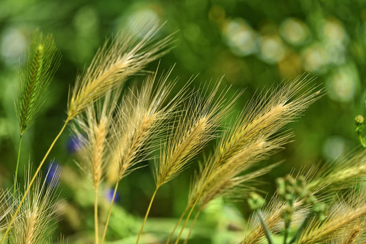 The Dangers of Foxtails to Dogs: What Every Pet Owner Should Know