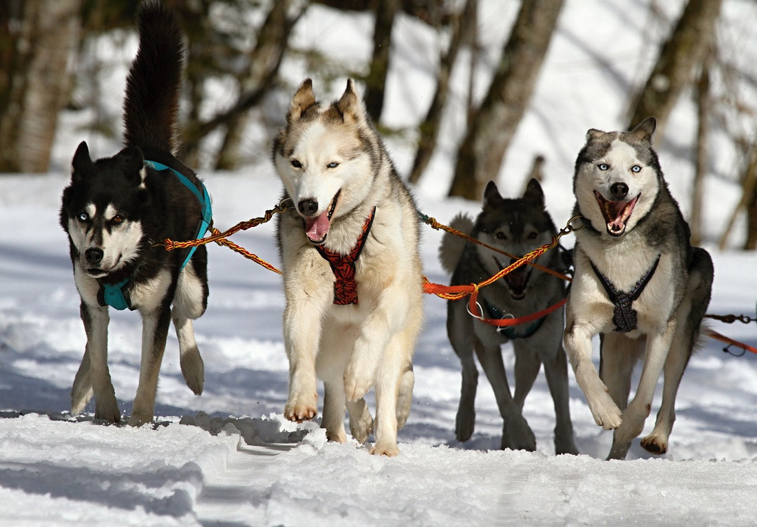 Chilly Challenges: Working Your Dog in Extreme Cold Weather