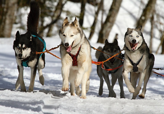 Chilly Challenges: Working Your Dog in Extreme Cold Weather