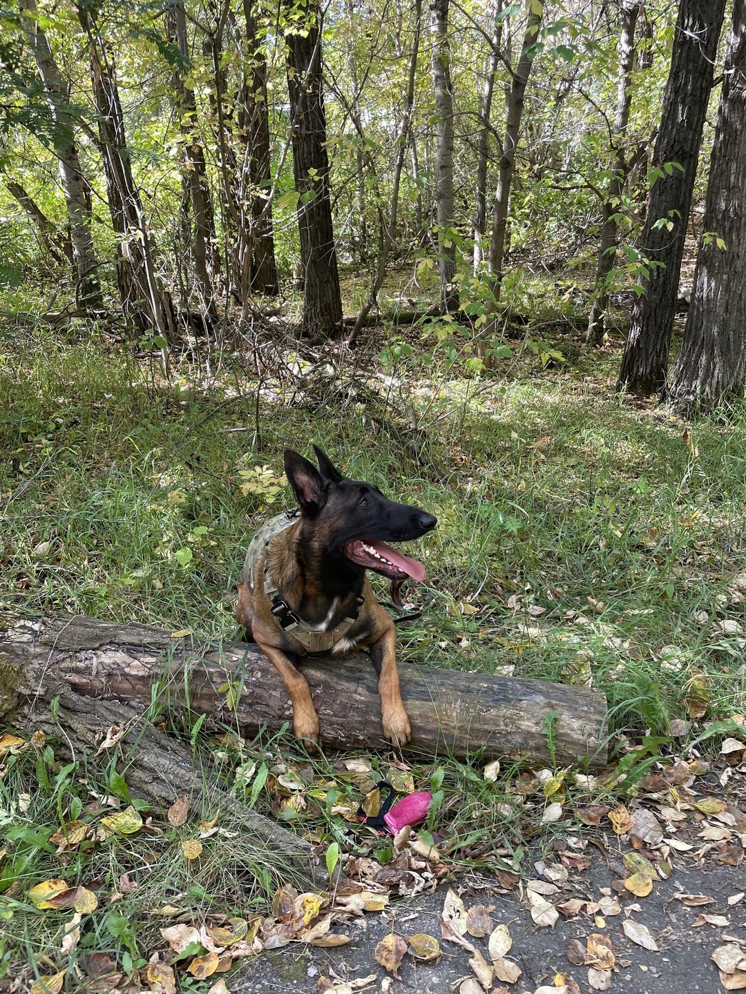 "Leave it" and the importance of training your dog before the holiday season: