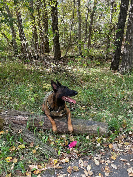 "Leave it" and the importance of training your dog before the holiday season: