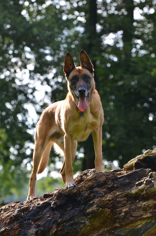 Mastering Dog Photography: A DSLR Tutorial for Capturing Action Shots and Headshots