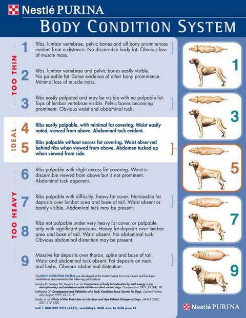 Keeping Your Dog at Their Ideal Weight: A Guide to Canine Health and Wellness