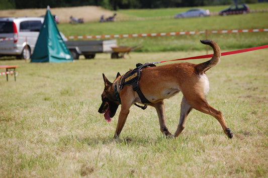 Mantrailing for Sport: A Fun and Challenging Activity for You and Your Dog