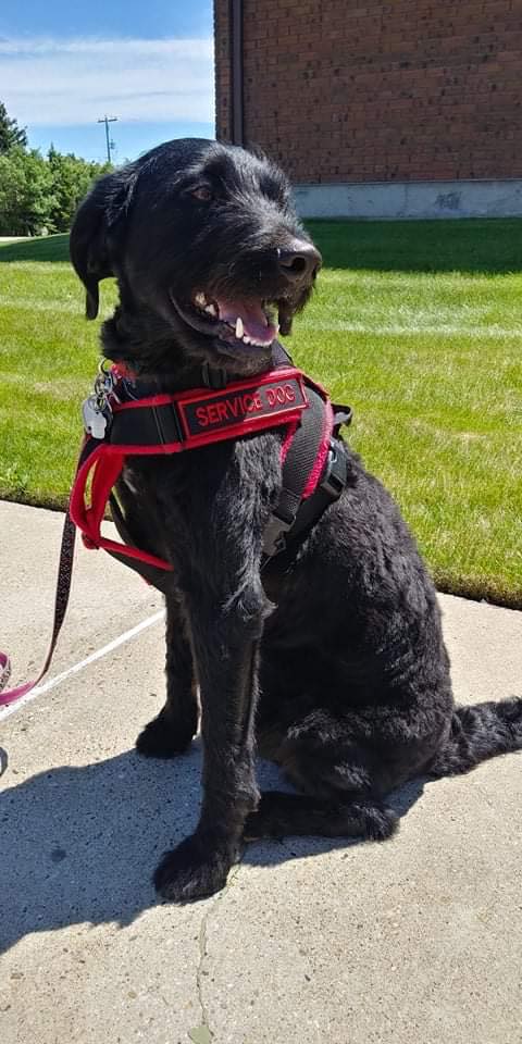 The Importance of Respecting a Service Dog & Their Handler