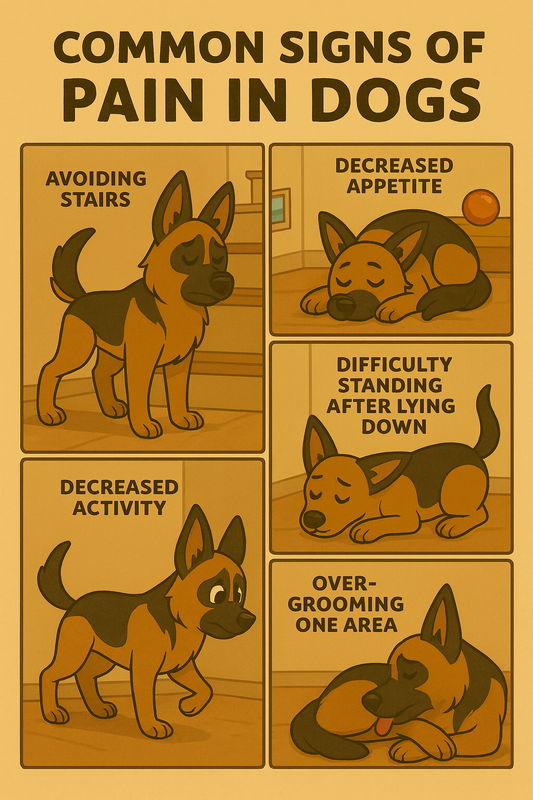Common Signs of Pain in Dogs Every Owner Should Know