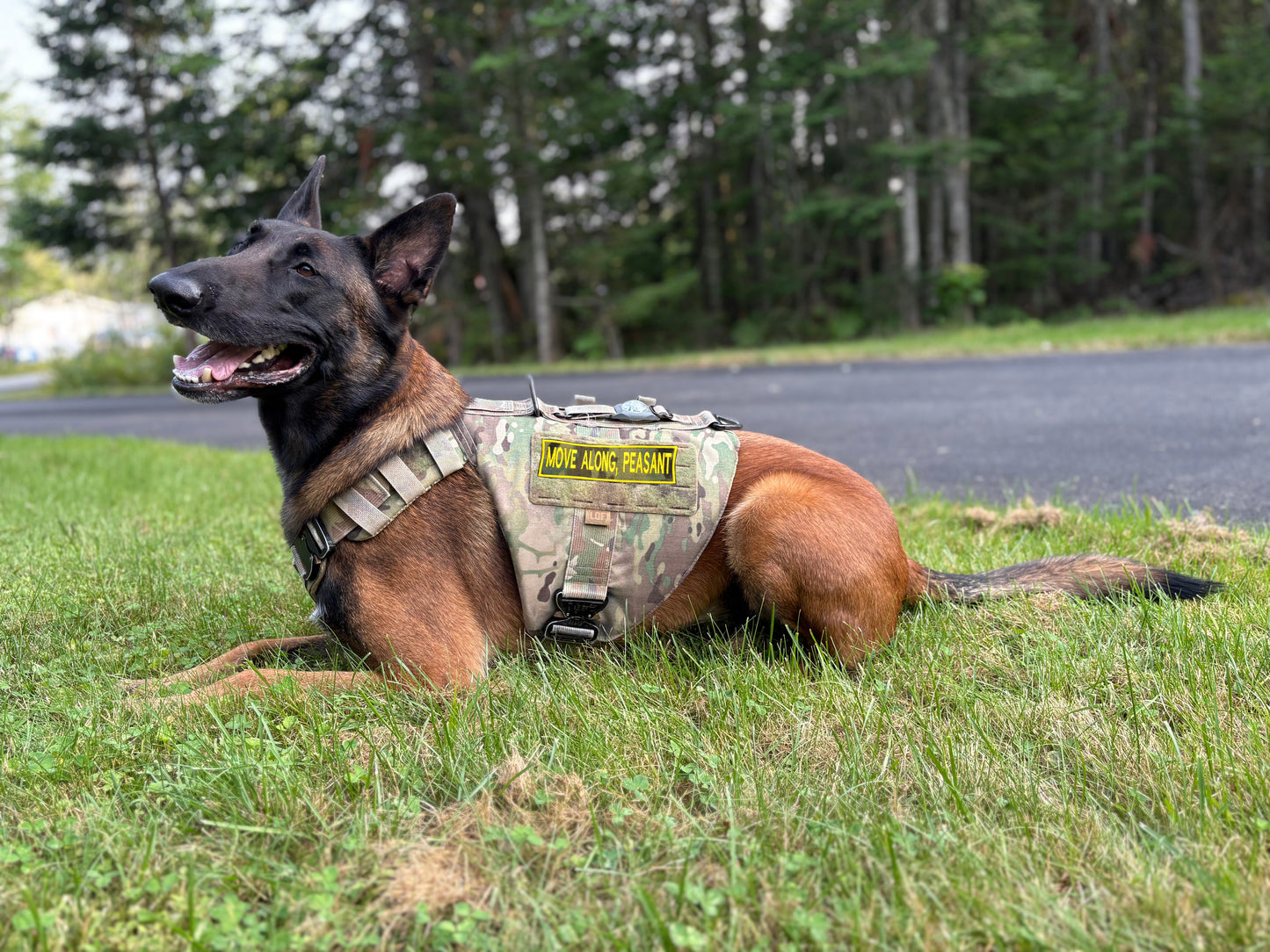 "Move Along, Peasant" Premium Hook-Backed Dog Patches – Made in Canada