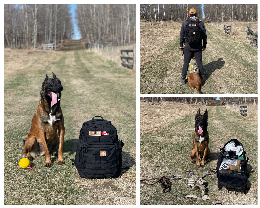 Why Our Dog Has His Own Backpack: What's Inside Cooper's Essentials Kit?