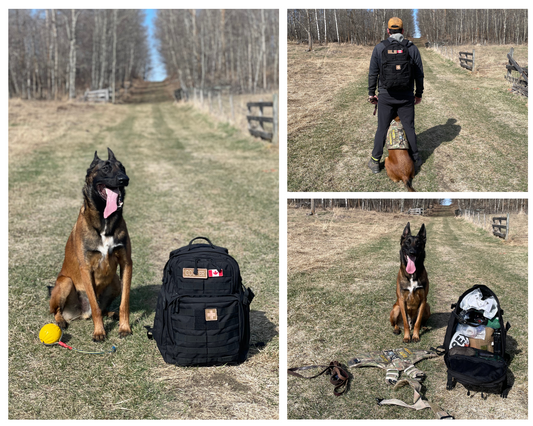 Why Our Dog Has His Own Backpack: What's Inside Cooper's Essentials Kit?