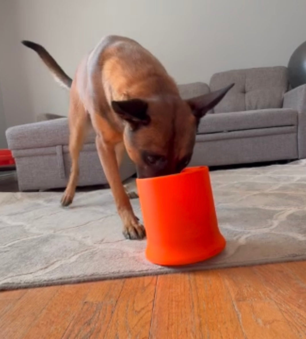 Unlock Your Dog’s Superpower: An Introduction to Scent Work