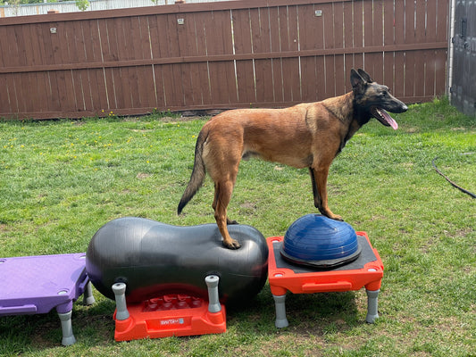 How Body Conditioning Changed Cooper’s Life with Hip Dysplasia