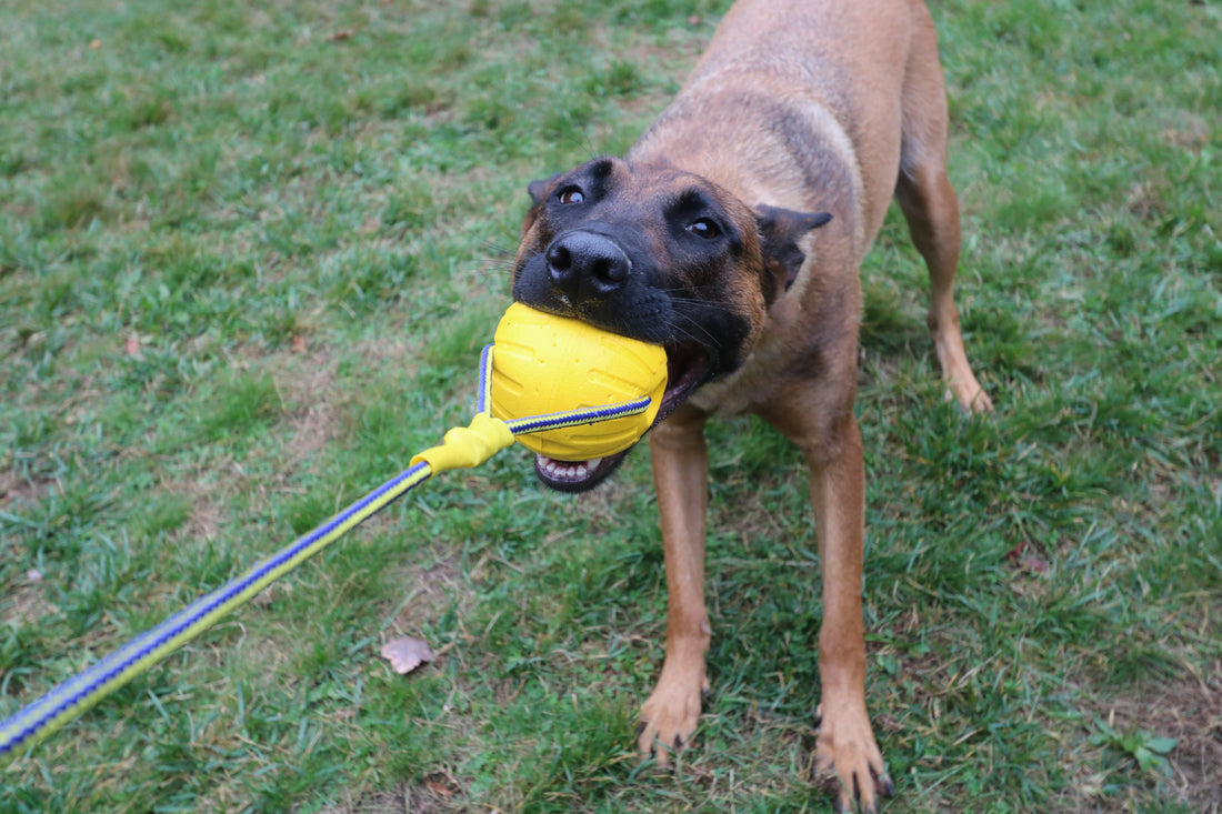 5-Minute training session going around: Exercise Your Dog Physically and Mentally