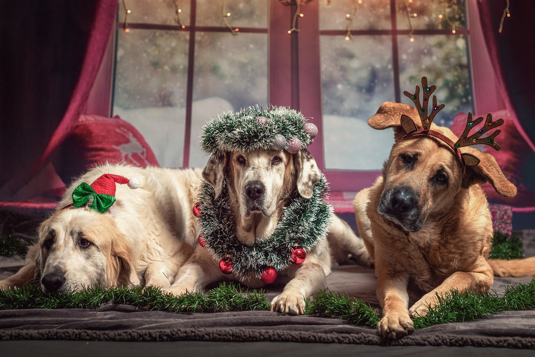 Keeping Your dog Safe during the Holidays