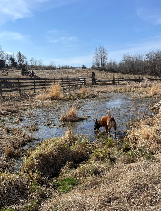 Adventure Awaits: The Joy of Exploring with Your Dog