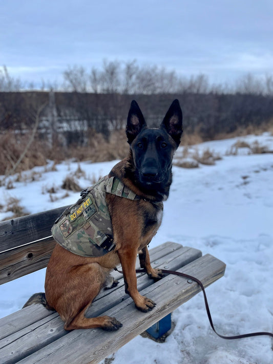 How Patches Can Help Your Puppy in Training or Reactive Dog