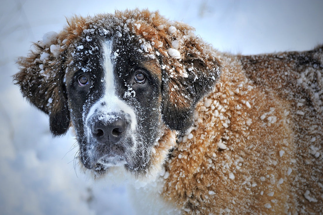 How the Cold Impacts Dogs and Safety Precautions You Should Take
