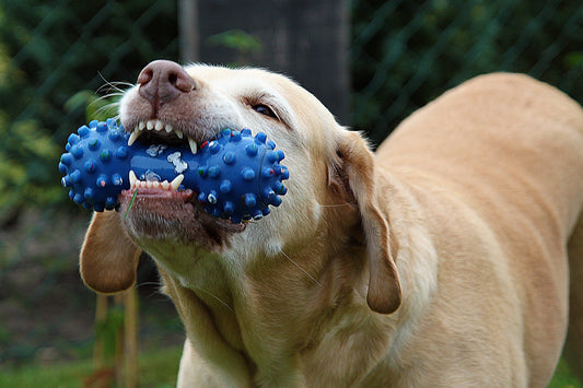 Everyday dog toys or treats that might be damaging your dogs teeth