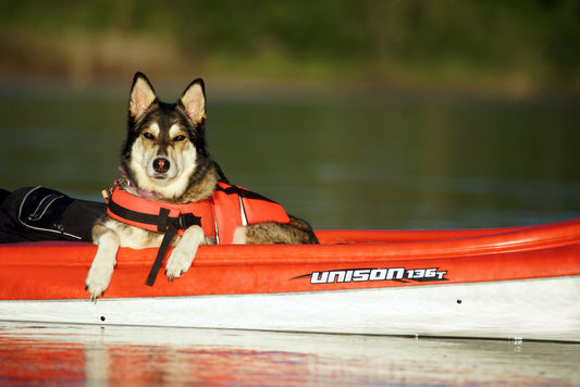 Top Tips for Keeping Your Dog Safe on the Water: A Guide for Water-Loving Pooches
