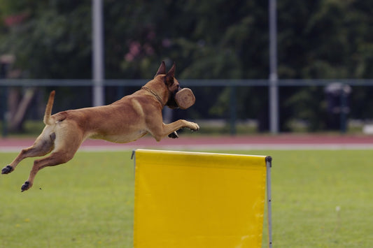 Understanding the Differences: High Energy vs. High Drive in Dogs