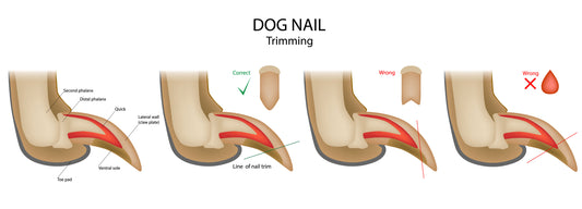 The Importance of Nail Cutting for Your Dog's Health