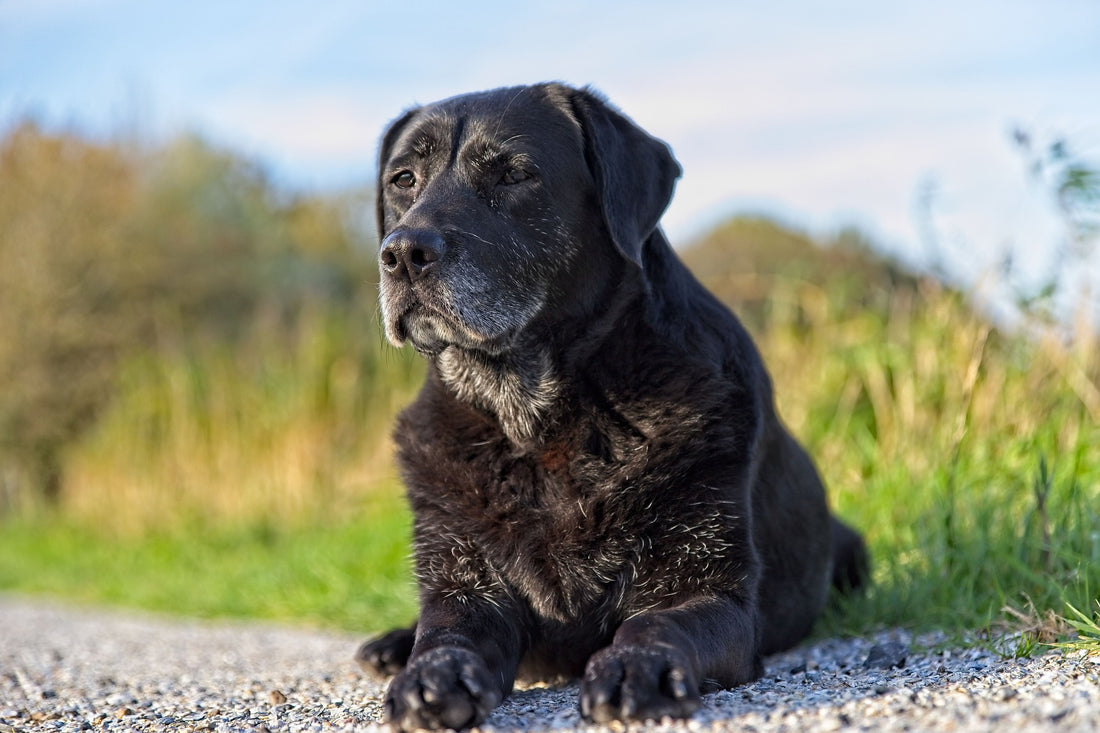 Teaching an Old Dog New Tricks: Tips and Tricks for Successful Training