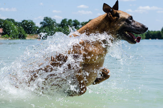 Making a Splash: A Guide to Teaching Your Dog to Swim