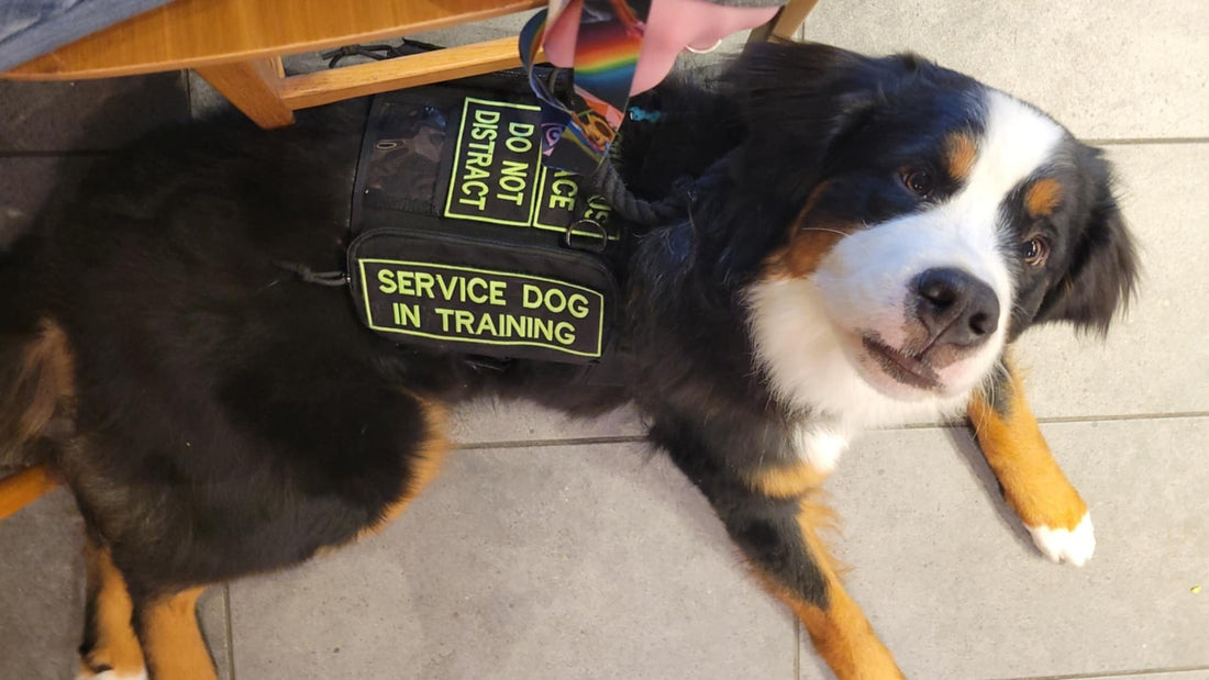 Embroidering Service Dog Patches: My Experience, Tips, and Insights