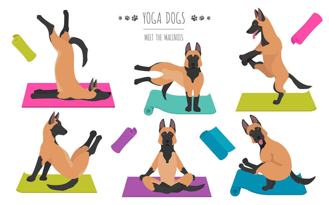 Stretching Together: Incorporating Yoga Poses with Your Dog