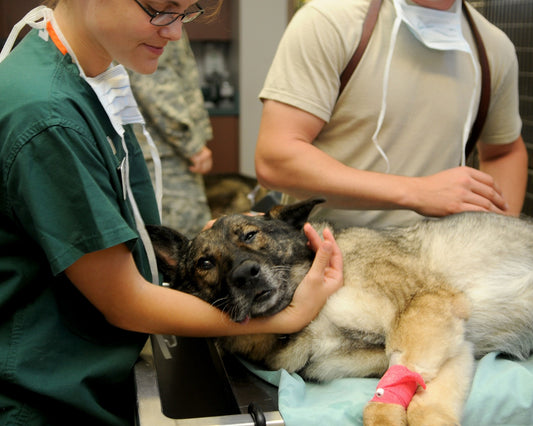 Preparing for the Unexpected: Tips for Handling Medical Emergencies with Your Dog