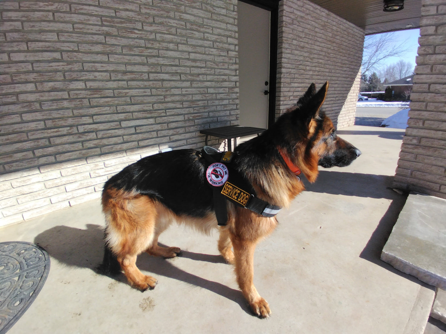 German shepherd looking into the distance wearing Humble Dog Ready to ship patches