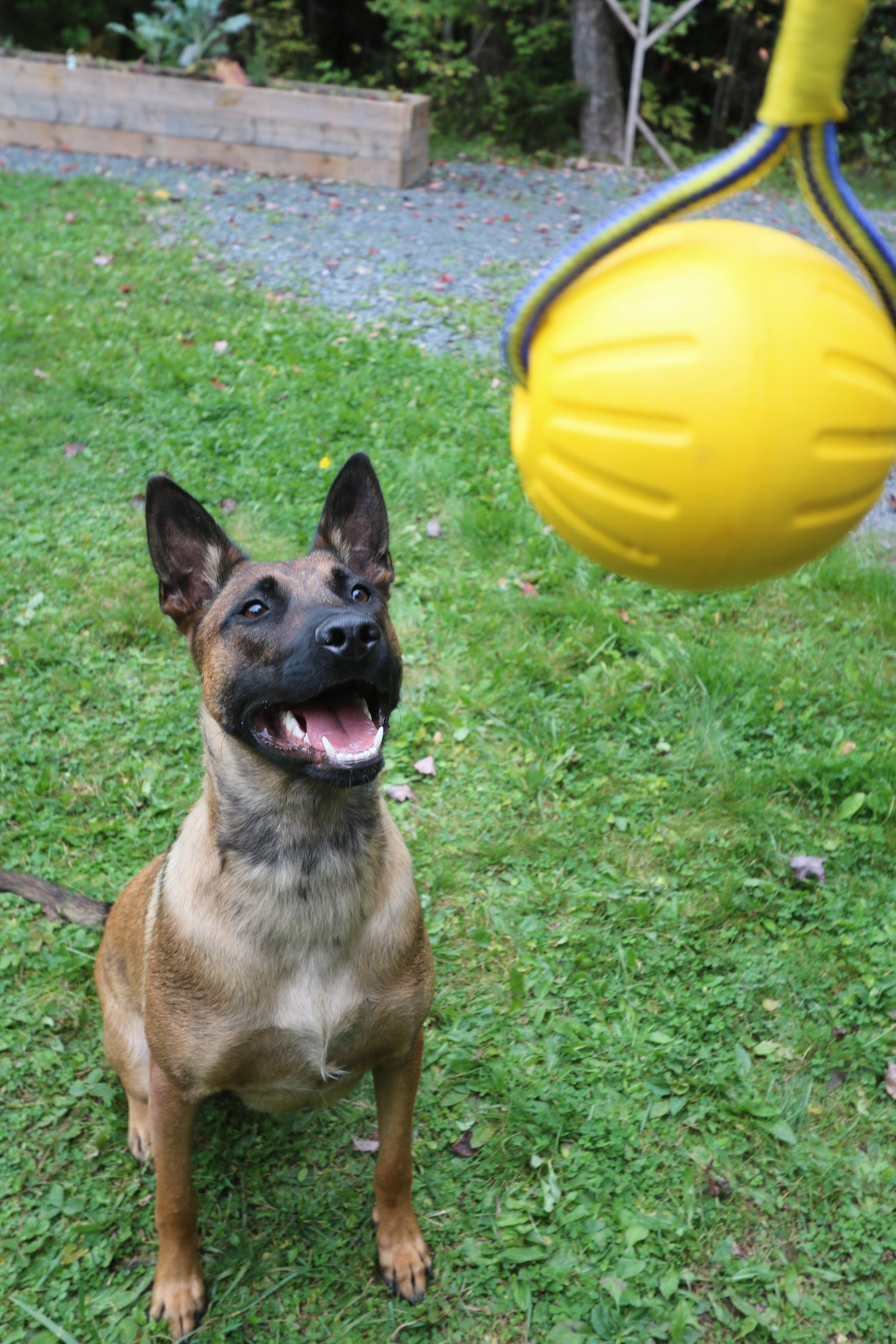 Belgian Malinois in a perfect sit waiting to play with her Humble Dog ball on a rope