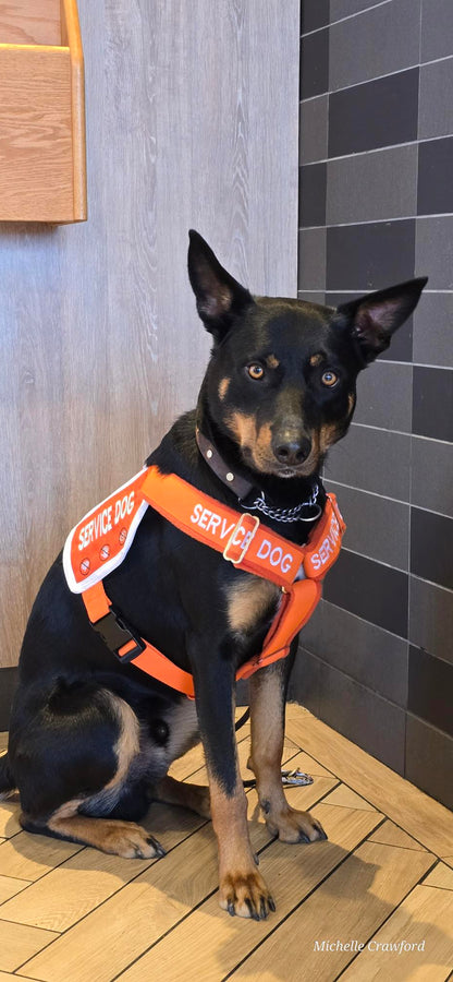 Ready-to-Ship Service Dog Vests (Coming Soon)