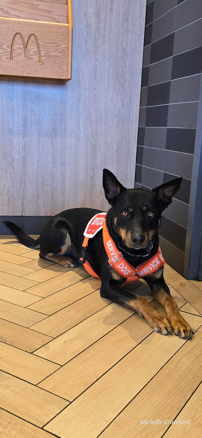 Ready-to-Ship Service Dog Vests (Coming Soon)