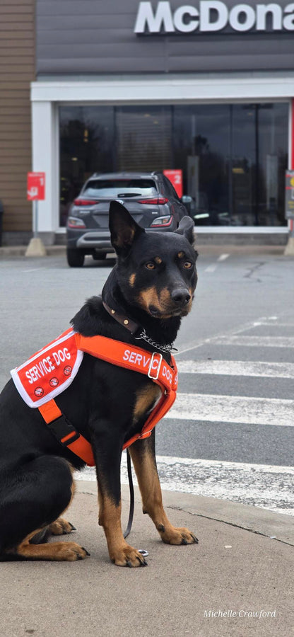 Ready-to-Ship Service Dog Vests (Coming Soon)