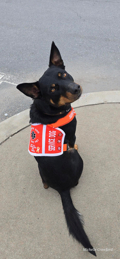 Ready-to-Ship Service Dog Vests (Coming Soon)
